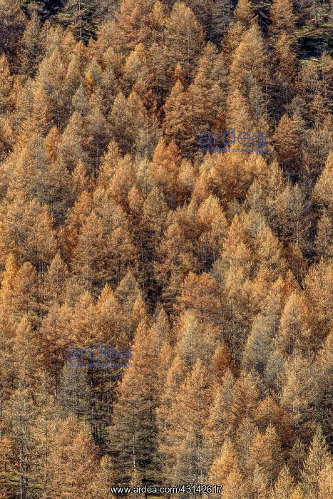 : Larch in autumn, Valley Averole, above Bessans : Larch in autumn, Valley Averole, above Bessans