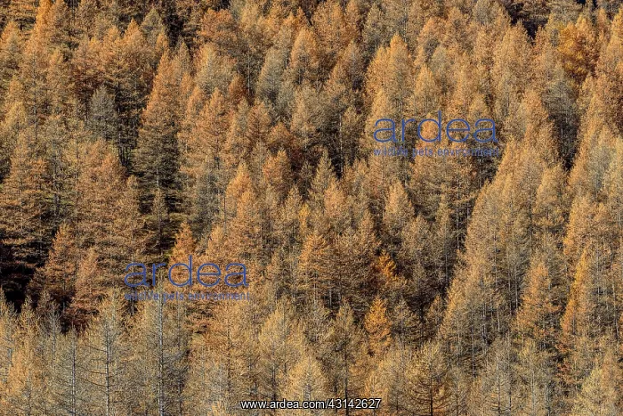 : Larch in autumn, Valley Averole, above Bessans : Larch in autumn, Valley Averole, above Bessans
