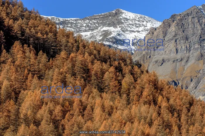: Larch in autumn, Valley Averole, above Bessans : Larch in autumn, Valley Averole, above Bessans