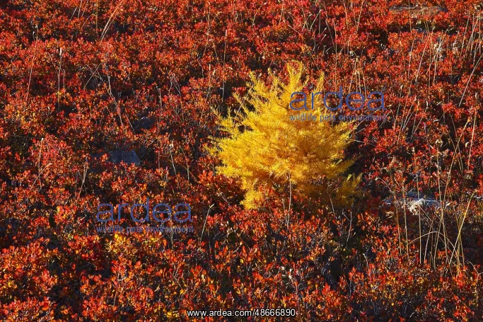 : Larch and blueberry bushes, Valais, Switzerland, Europe : Larch and blueberry bushes, Valais, Switzerland, Europe