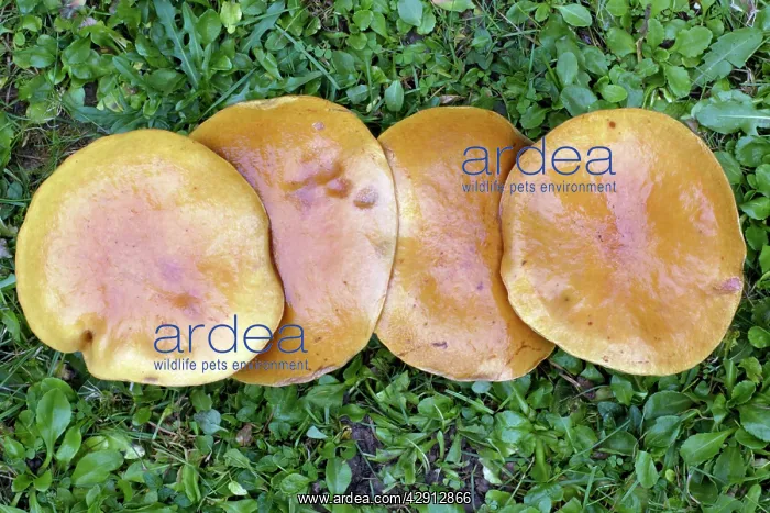 : Larch Bolete Fungus - caps growing on lawn at base : Larch Bolete Fungus - caps growing on lawn at base