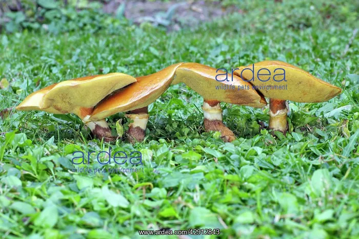 : Larch Bolete Fungus - growing on lawn at base of larch tree : Larch Bolete Fungus - growing on lawn at base of larch tree