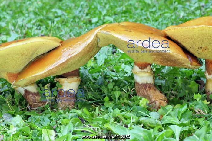 : Larch Bolete Fungus - growing on lawn at base of larch tree : Larch Bolete Fungus - growing on lawn at base of larch tree