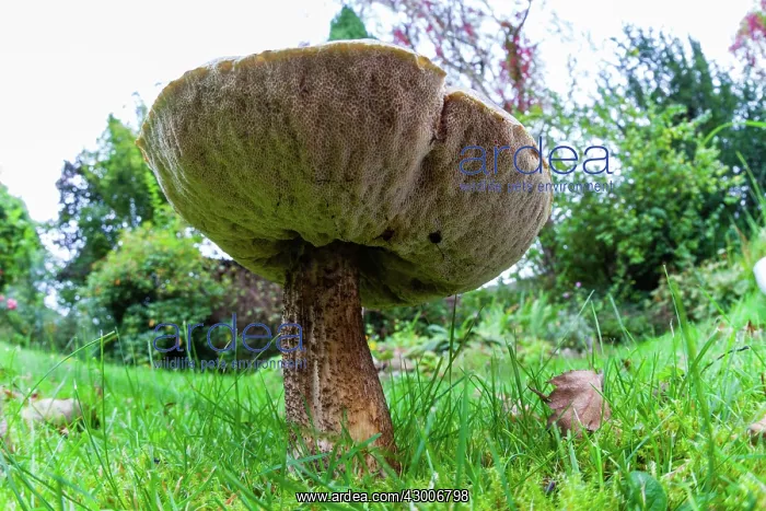  : Larch Bolete Fungus - growing on lawn in garden