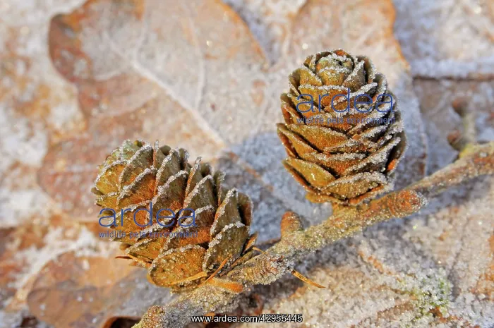  : Larch Cones