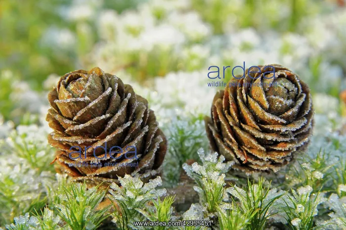  : Larch cones