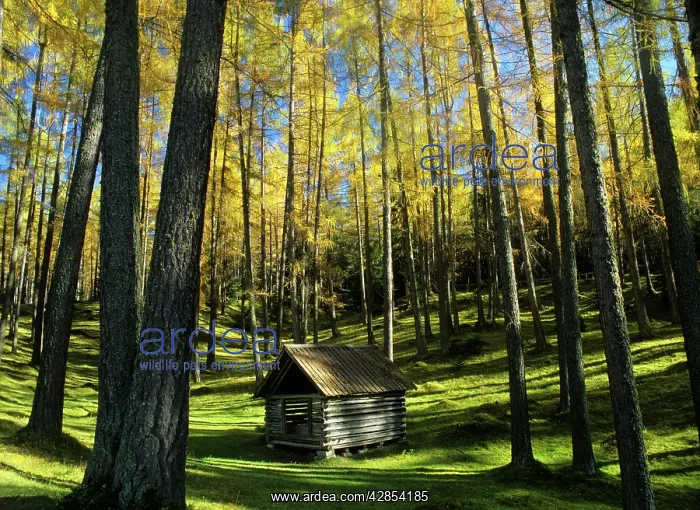  : Larch forest - in autumn with bright yellow coloured