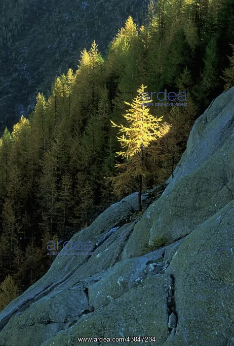 : Larch, Golden larch, Pseudolarix amabilis : Larch, Golden larch, Pseudolarix amabilis