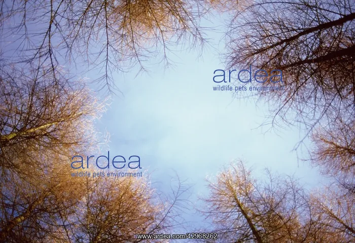  : Larch, Larix