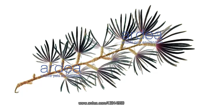 : Larch, Larix : Larch, Larix
