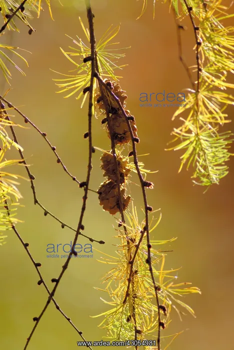 : Larch, Larix : Larch, Larix