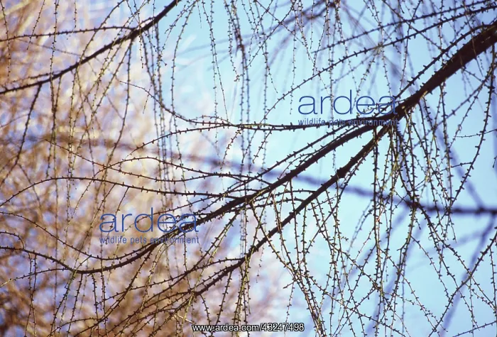 : Larch, Larix : Larch, Larix