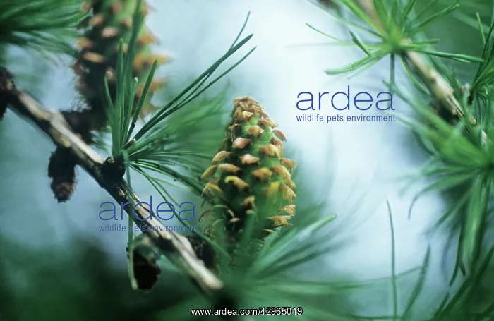 : Larch, Larix decidua : Larch, Larix decidua