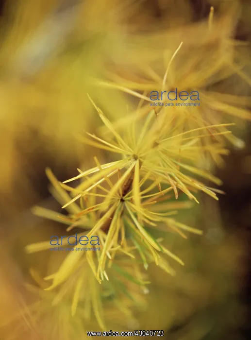 : Larch, Larix decidua : Larch, Larix decidua