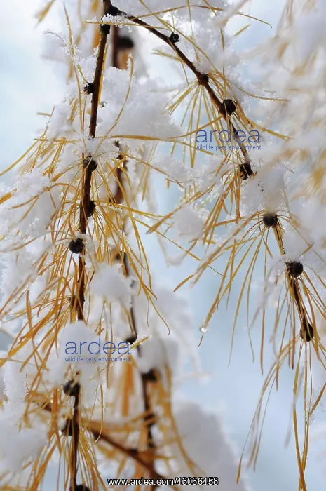 : Larch, Larix decidua : Larch, Larix decidua