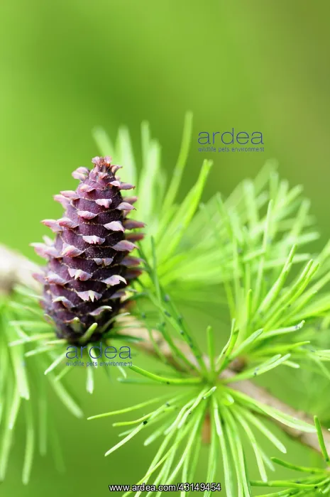: Larch, Larix decidua, Cone growing on branch of tree with sp : Larch, Larix decidua, Cone growing on branch of tree with sp