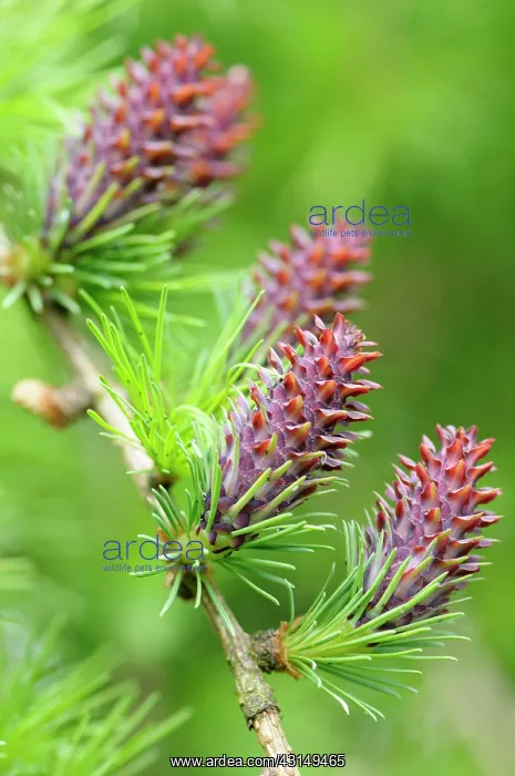 : Larch, Larix decidua, Cones growing on branch of tree with s : Larch, Larix decidua, Cones growing on branch of tree with s