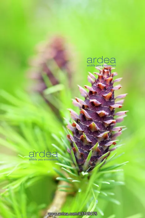 : Larch, Larix decidua, Cones growing on branch of tree with s : Larch, Larix decidua, Cones growing on branch of tree with s