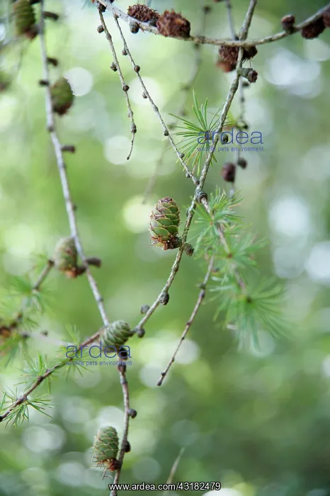 : Larch, Larix decidua, Twigs with whorls of needles : Larch, Larix decidua, Twigs with whorls of needles