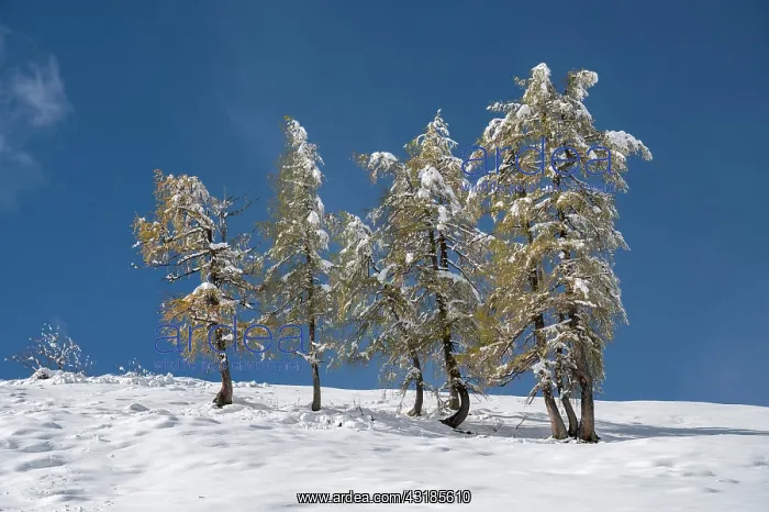 : Larch (Larix) in the snow, Jenner, Berchtesgaden : Larch (Larix) in the snow, Jenner, Berchtesgaden