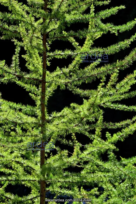 : Larch in summer, Valley Averole, above Bessans : Larch in summer, Valley Averole, above Bessans