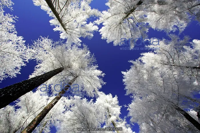 : LARCH Trees - covered with snow and frost in winter : LARCH Trees - covered with snow and frost in winter