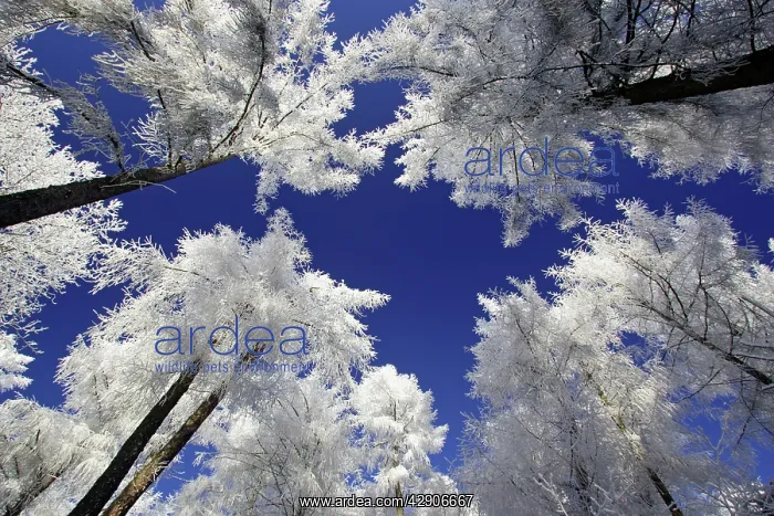 : Larch Trees - Covered with snow and frost in winter : Larch Trees - Covered with snow and frost in winter