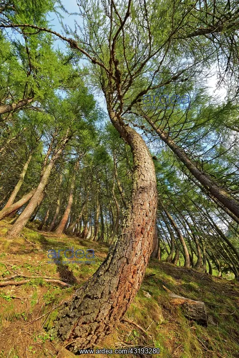 : Larch trees twisted by the snow creep in winter : Larch trees twisted by the snow creep in winter