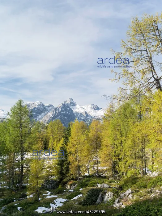 : larch wood during fall with view towards : larch wood during fall with view towards