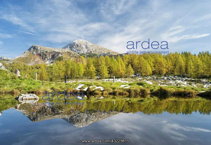 : larch wood during fall with view towards : larch wood during fall with view towards