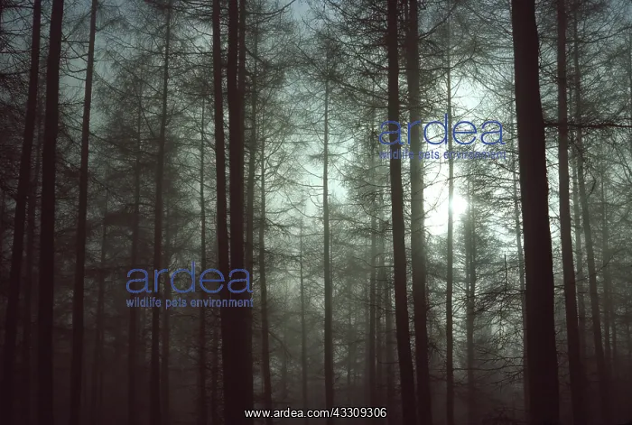 : LARCH WOODLAND - on frosty morning : LARCH WOODLAND - on frosty morning