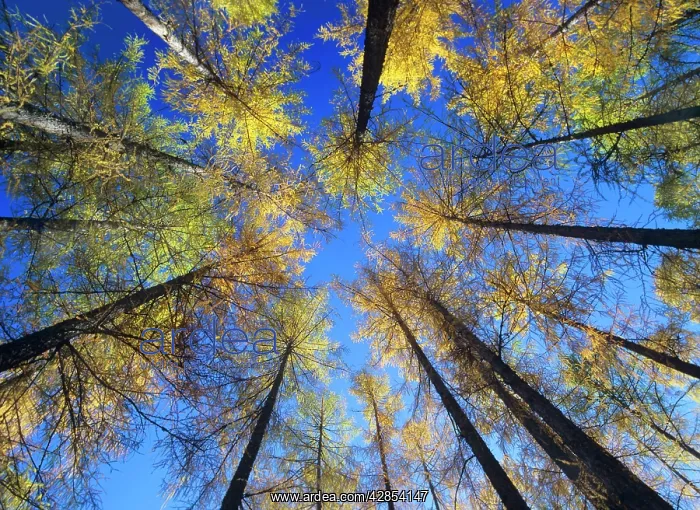 : larches in autumn - view from ground towards tree : larches in autumn - view from ground towards tree