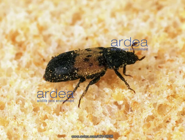 : Larder Beetle : Larder Beetle