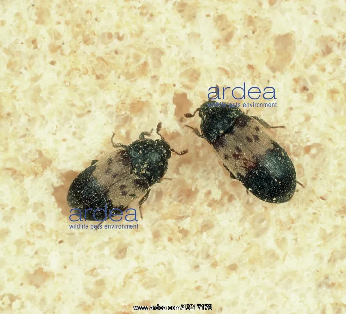 : Larder beetle : Larder beetle