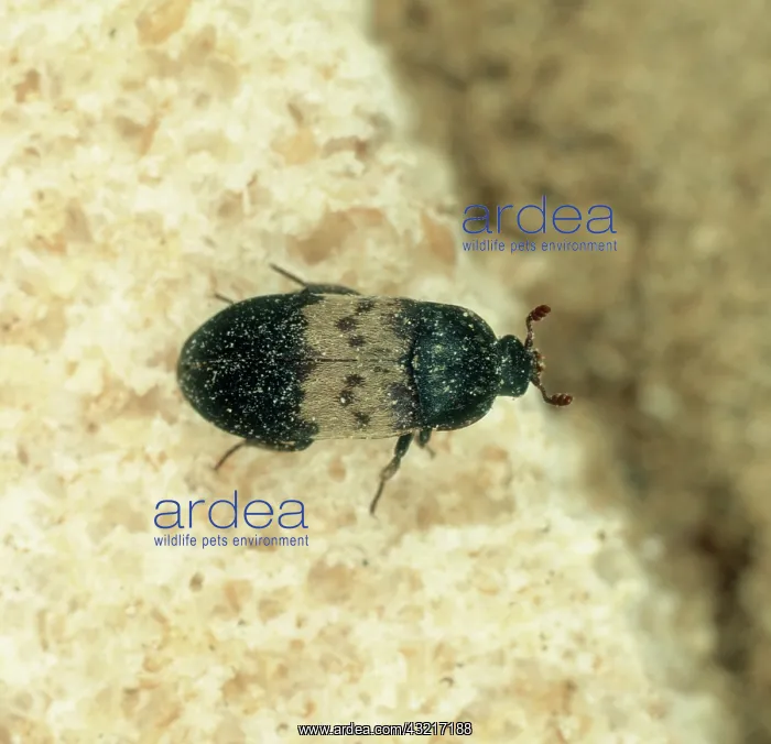 : Larder beetle : Larder beetle
