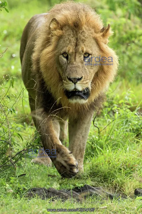 : Large adult male Lion walking toward camera : Large adult male Lion walking toward camera