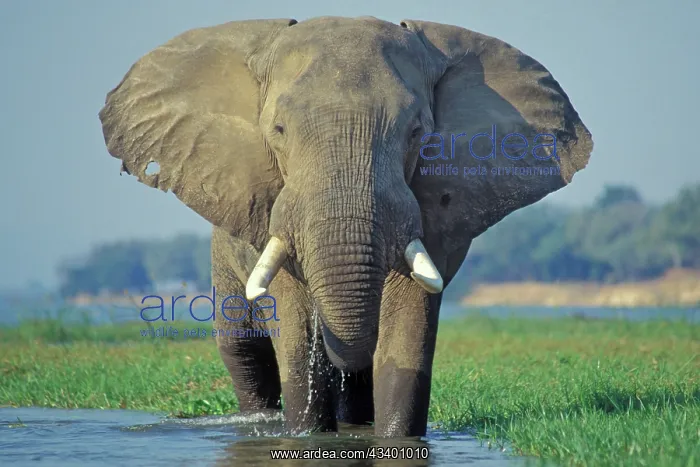 : Large African Elephant - Bull feeding along the : Large African Elephant - Bull feeding along the