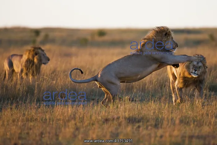  : Lion. Three large African Lions (Panthera leo) siblings play in the morning light
