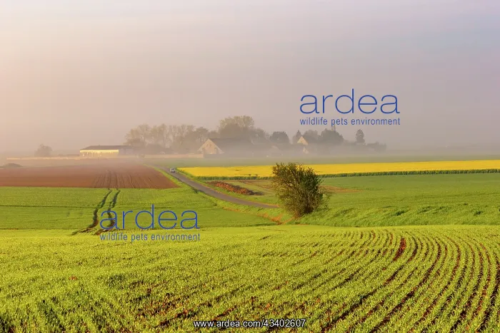 : LARGE AGRICULTURAL CULTURE IN OISE IN FRANCE : LARGE AGRICULTURAL CULTURE IN OISE IN FRANCE