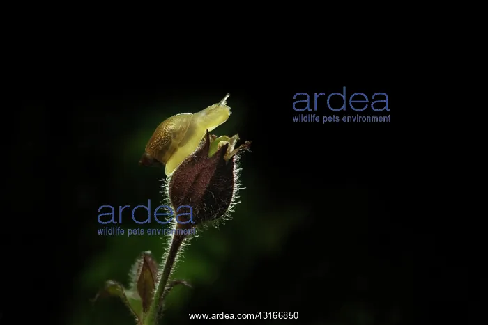 : Large Amber Snail : Large Amber Snail