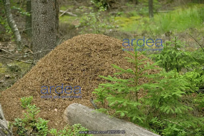 : Large and ancient wood ants nest in coniferous woodland : Large and ancient wood ants nest in coniferous woodland