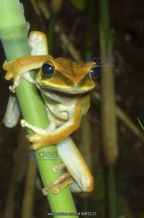 : Large Arboreal Hylid Frog : Large Arboreal Hylid Frog