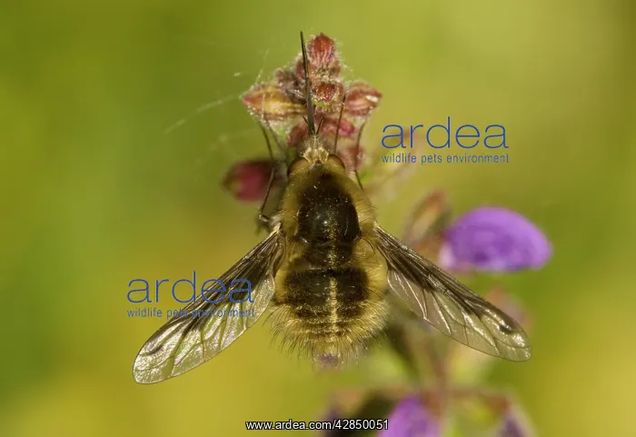 : Large bee fly : Large bee fly