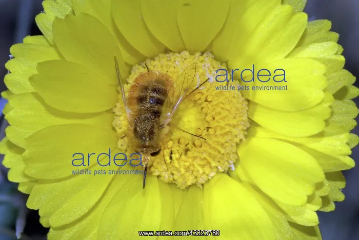 : Large Bee Fly : Large Bee Fly
