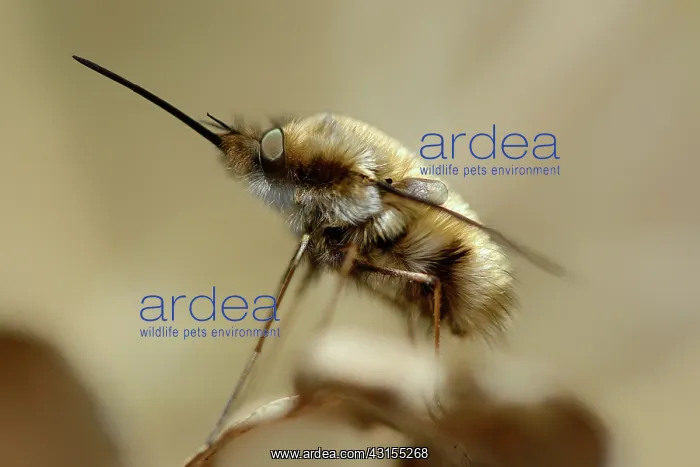 : Large Bee-fly (Bombylius major) : Large Bee-fly (Bombylius major)