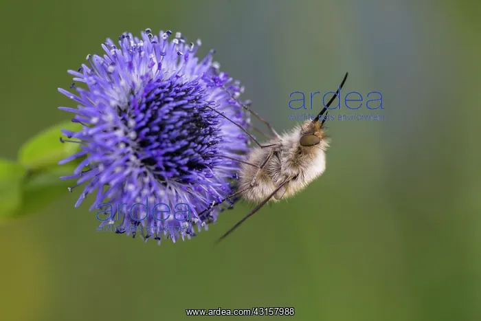 : Large bee fly (Bombylius major) : Large bee fly (Bombylius major)