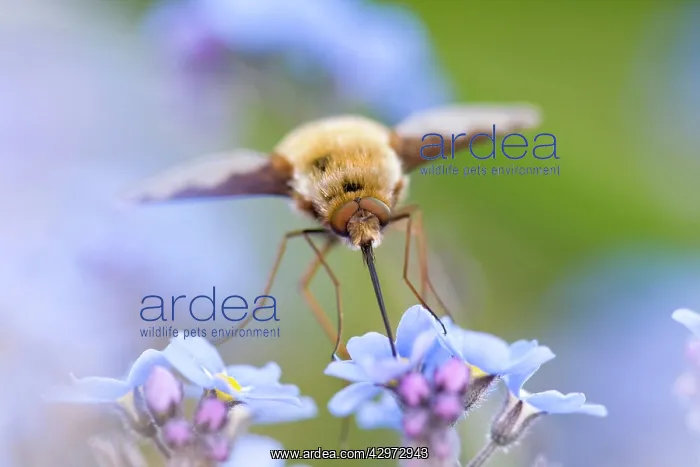 : Large Bee Fly - feeding from Forget-me-not flowers : Large Bee Fly - feeding from Forget-me-not flowers