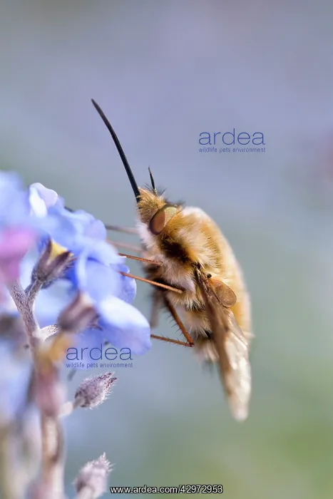 : Large Bee Fly - feeding from Forget-me-not flowers : Large Bee Fly - feeding from Forget-me-not flowers