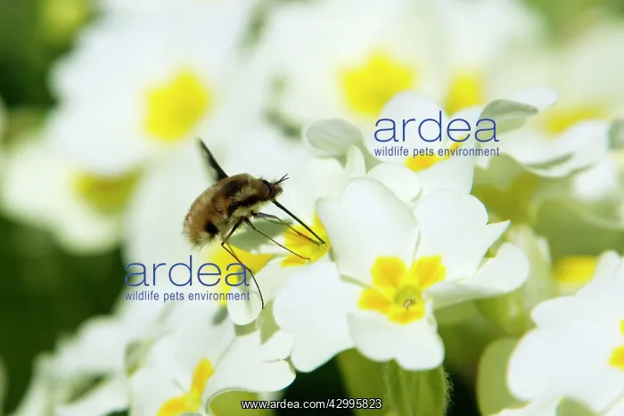 : Large Bee-fly - feeding on Primrose (Primula vulgaris) : Large Bee-fly - feeding on Primrose (Primula vulgaris)