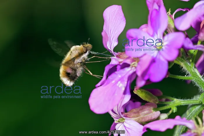 : Large Bee Fly - hovering in front of flower : Large Bee Fly - hovering in front of flower